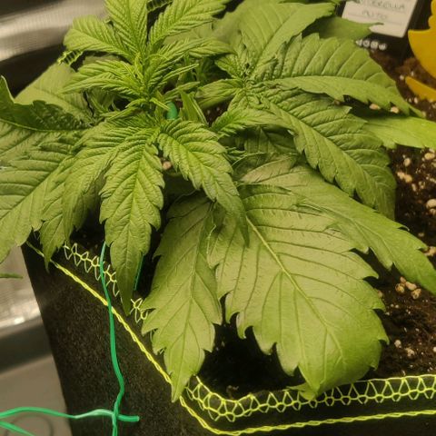 Cinderella growlog timeline photo