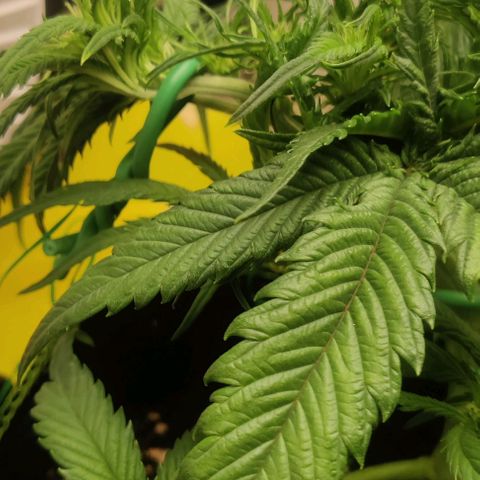 Gorilla Cookies Auto growlog timeline photo