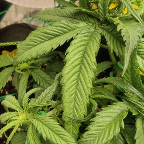 Gorilla Cookies Auto growlog timeline photo