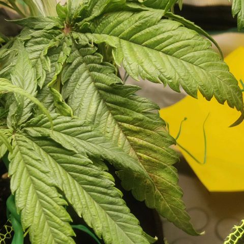 Gorilla Cookies Auto growlog timeline photo