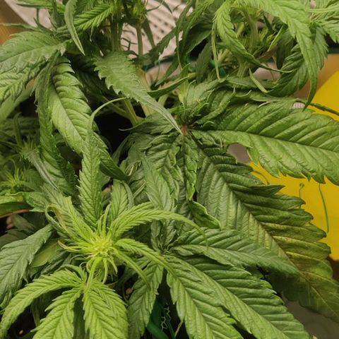 Gorilla Cookies Auto growlog timeline photo