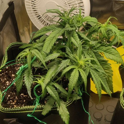 Gorilla Cookies Auto growlog timeline photo