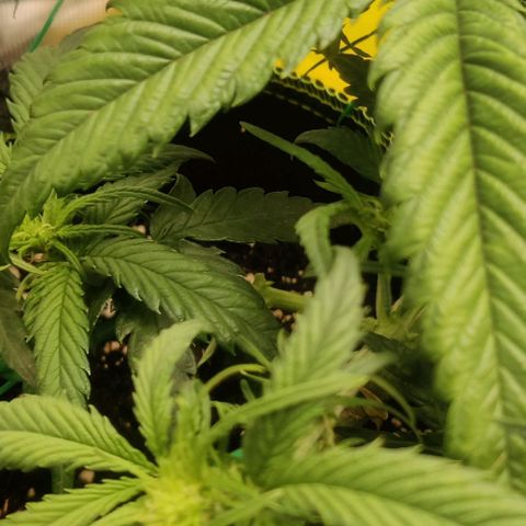 Gorilla Cookies Auto growlog timeline photo