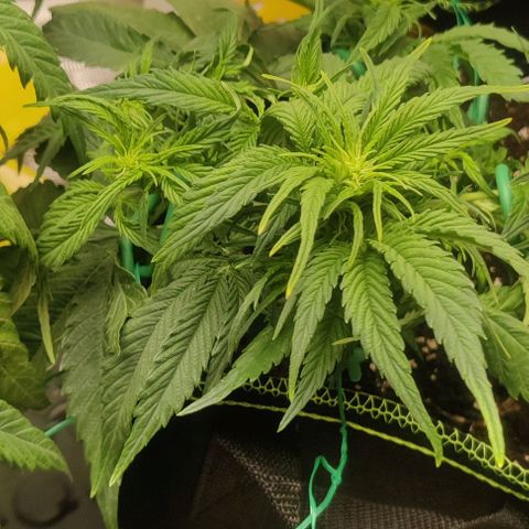Cinderella growlog timeline photo