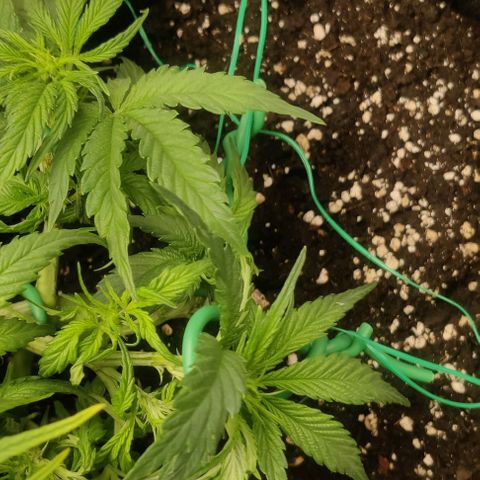 Cinderella growlog timeline photo