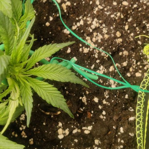 Cinderella growlog timeline photo