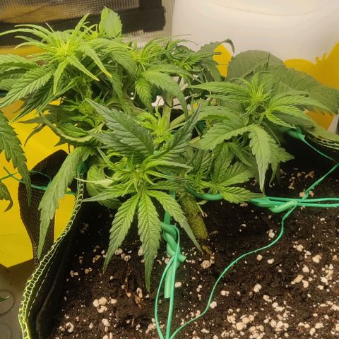 Cinderella growlog timeline photo