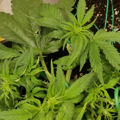 Cinderella growlog timeline photo