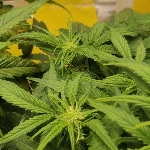 Cinderella growlog timeline photo