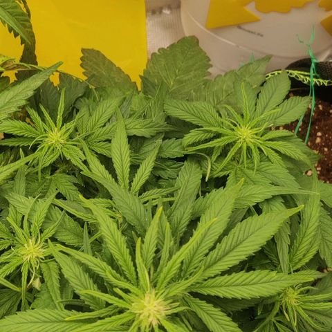 Cinderella growlog timeline photo