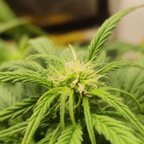 Cinderella growlog timeline photo