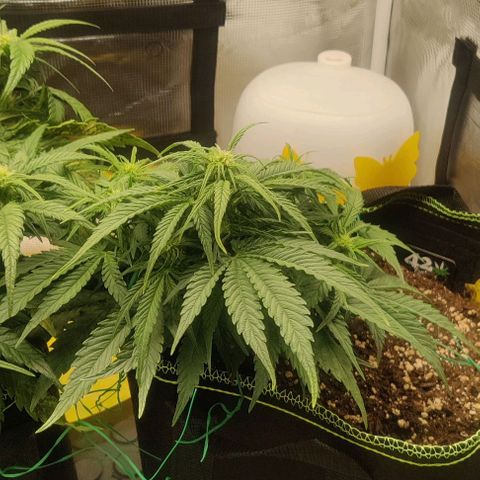 Cinderella growlog timeline photo