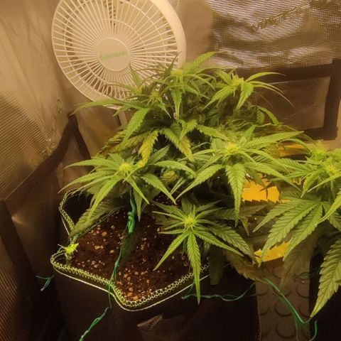 Gorilla Cookies Auto growlog timeline photo