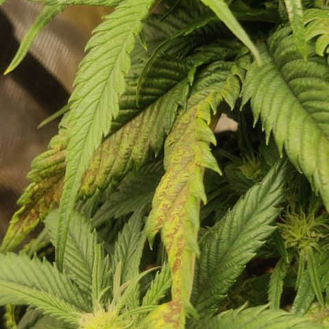 Gorilla Cookies Auto growlog timeline photo
