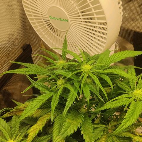 Gorilla Cookies Auto growlog timeline photo