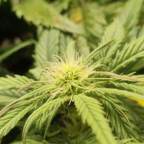 Gorilla Cookies Auto growlog timeline photo