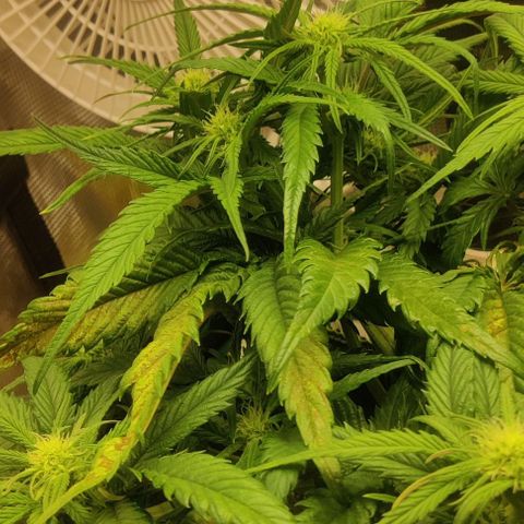 Gorilla Cookies Auto growlog timeline photo