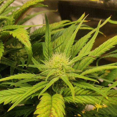 Gorilla Cookies Auto growlog timeline photo