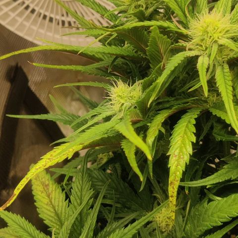 Gorilla Cookies Auto growlog timeline photo