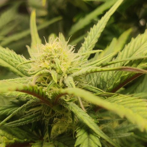 Gorilla Cookies Auto growlog timeline photo