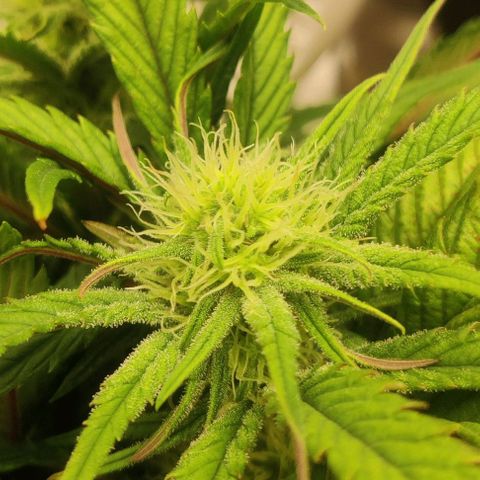 Gorilla Cookies Auto growlog timeline photo