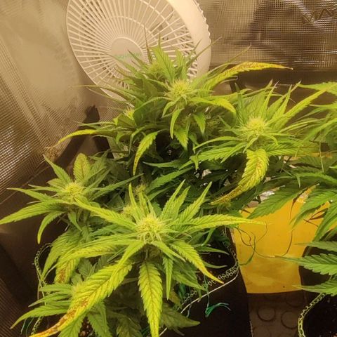 Gorilla Cookies Auto growlog timeline photo