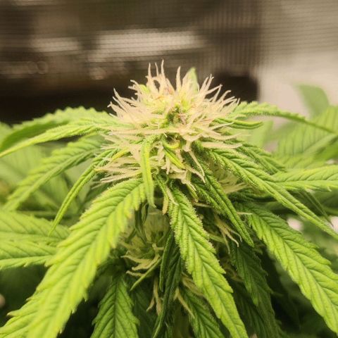 Cinderella growlog timeline photo