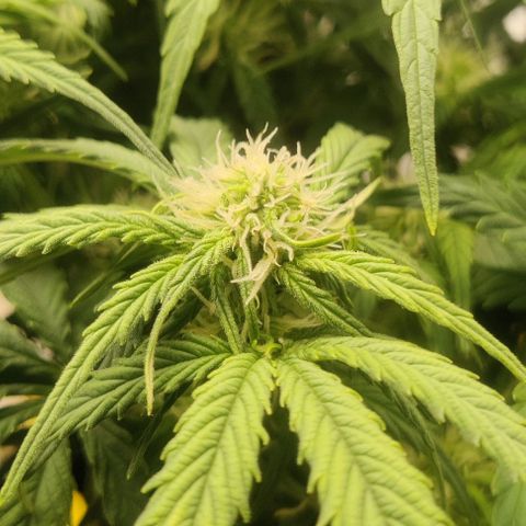 Cinderella growlog timeline photo