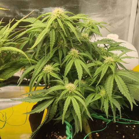 Cinderella growlog timeline photo