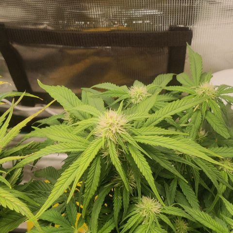 Cinderella growlog timeline photo