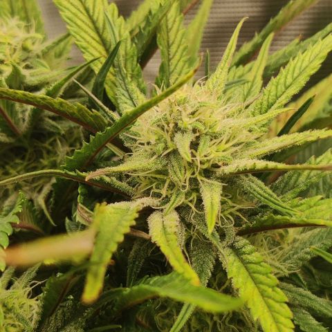 Gorilla Cookies Auto growlog timeline photo