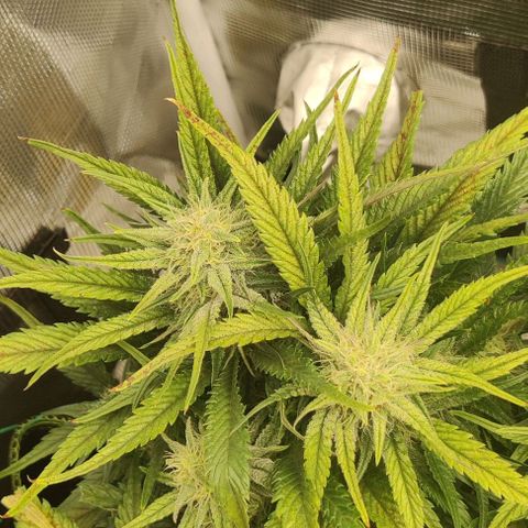 Gorilla Cookies Auto growlog timeline photo