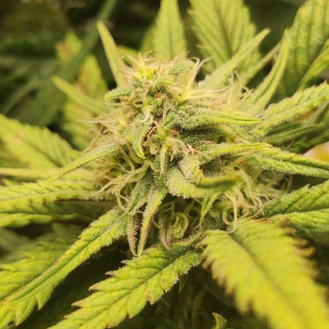 Gorilla Cookies Auto growlog timeline photo