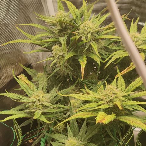 Gorilla Cookies Auto growlog timeline photo