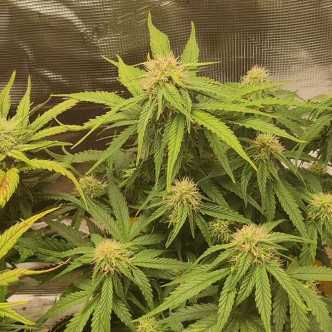 Cinderella growlog timeline photo