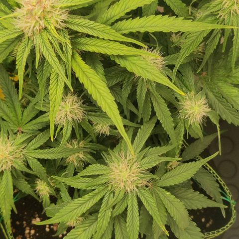 Cinderella growlog timeline photo