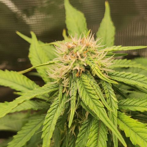 Cinderella growlog timeline photo