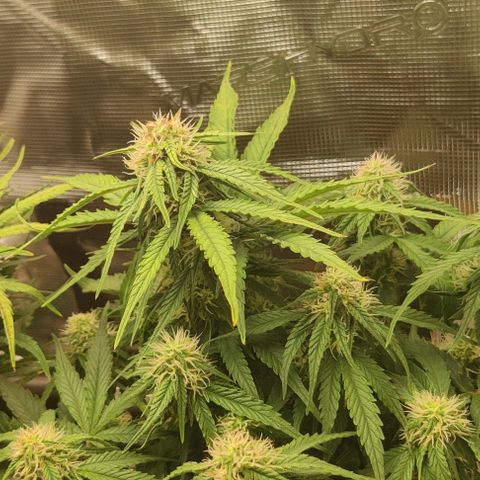 Cinderella growlog timeline photo