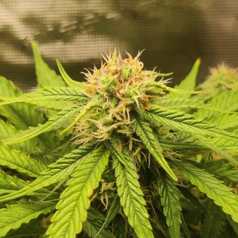 Cinderella growlog timeline photo