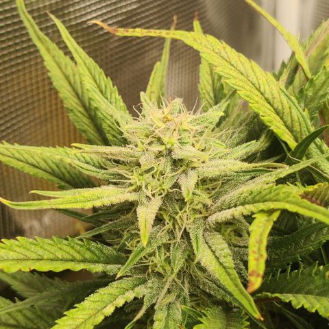 Gorilla Cookies Auto growlog timeline photo