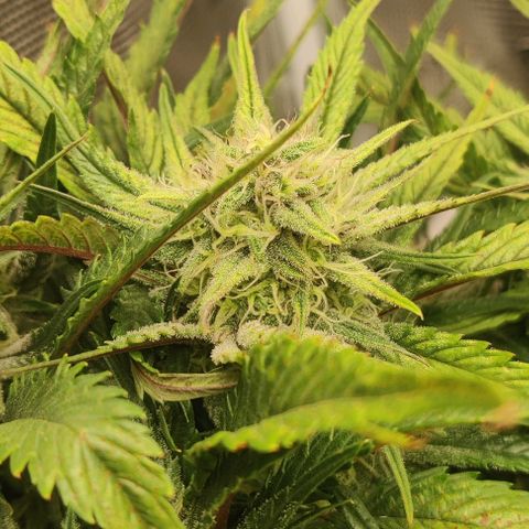 Gorilla Cookies Auto growlog timeline photo