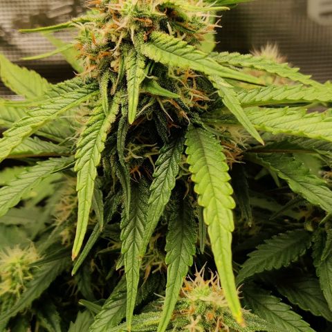 Cinderella growlog timeline photo