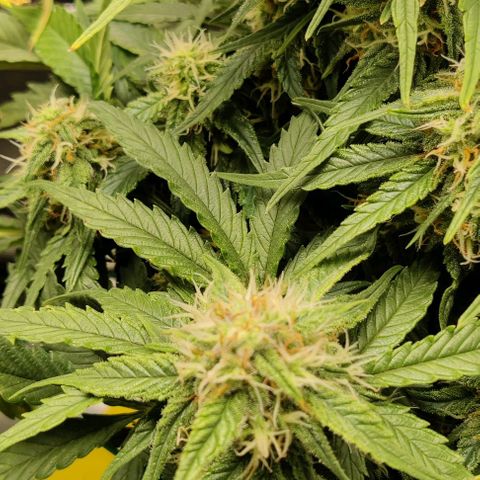 Cinderella growlog timeline photo