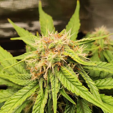 Cinderella growlog timeline photo