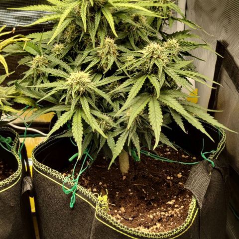 Cinderella growlog timeline photo