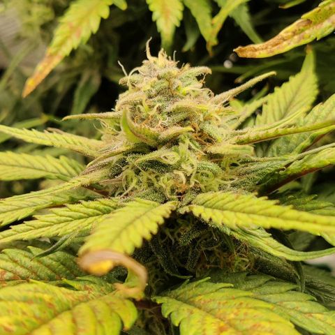 Gorilla Cookies Auto growlog timeline photo