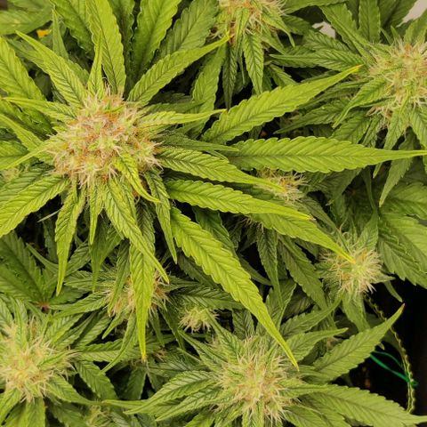 Cinderella growlog timeline photo