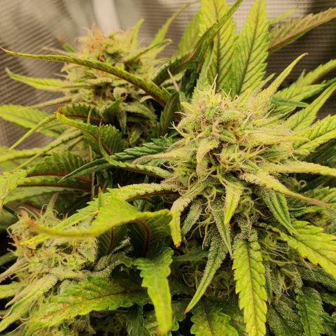 Gorilla Cookies Auto growlog timeline photo