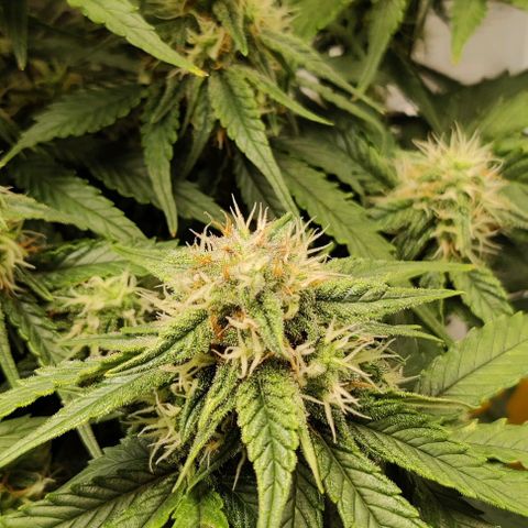 Cinderella growlog timeline photo
