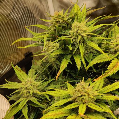 Gorilla Cookies Auto growlog timeline photo